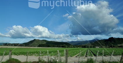 Beautiful crops in the countryside; seen through a moving car (foreground motion blur).