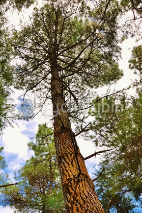 View up a tall pine tree with sulphur depsited on bark, Rotorua, New Zealand. 