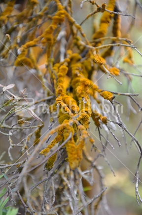 Sulphur deposited on twigs, Rotorua
