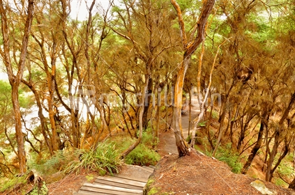 Sulphur deposited on trees along a pathway in Wai-O-Tapu, Rotorua.