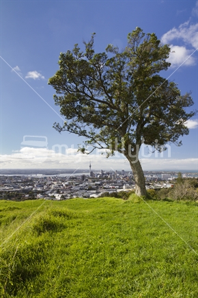 View of Auckland CBD from Mount Eden.