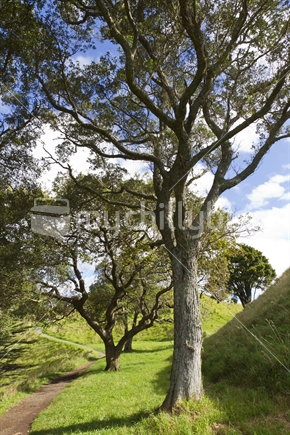 Walking track alongside Pohutukawa tree, on Mount Eden, Auckland. 