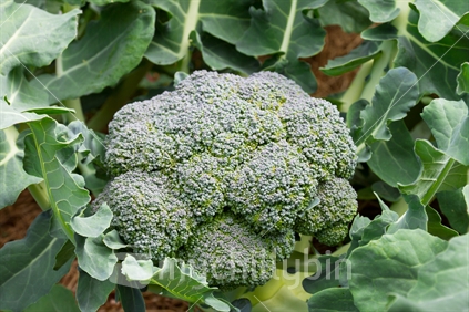 Broccoli ready for picking.