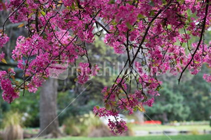 Tree with pink blosom 