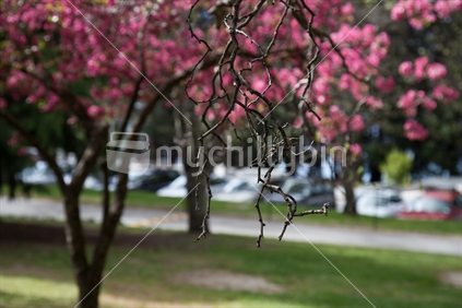 Artistic treatment of tree branches / twigs (focus) set against pink flowers and distant vehicles. 