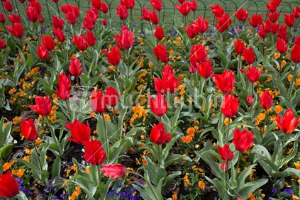 Red tulips in Queenstown