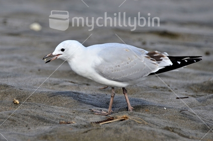 Eating dirt; Piha beach sunny morning, this gull pick up a pebble.