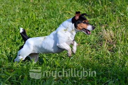 Jack Russell, jumping. 