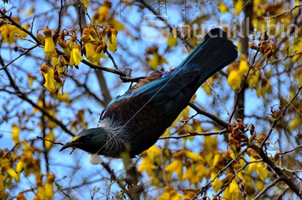 Beautiful tui jumping and spinning in the kowhai tree