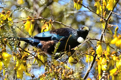 Beautiful tui jumping and spinning in the native kowhai tree