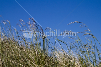 Grass against a blue sky