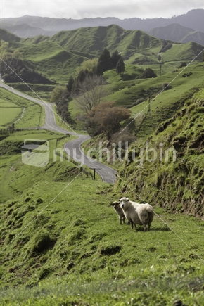 Rolling hills, winding road and sheep facing camera.
