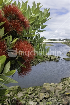 Pohutukawa tree with New Plymouth's Te Rewa Rewa bridge in the background.