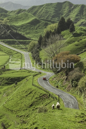 Rolling hills, winding road and sheep facing camera.