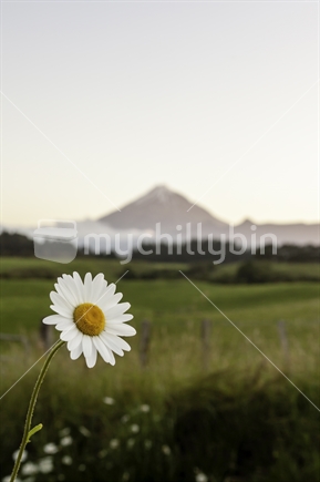 Rural scene. Daisy in the foreground with Mount Taranaki in the background.