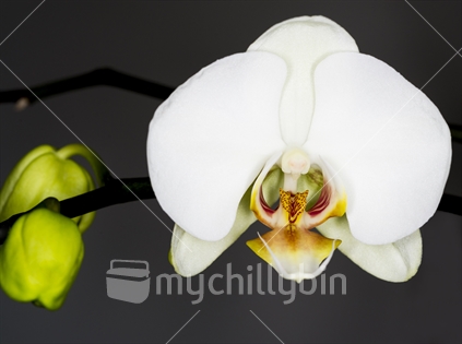 Close up of a single white Orchid against a dark grey background