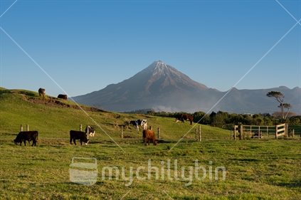 Cows grazing under Mount Taranaki