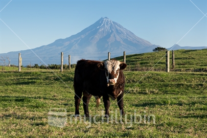 Bull on Taranaki Farm, under the Mountain