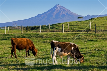 Two cows grazing under Mount Taranaki