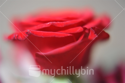 Dreamy red rose