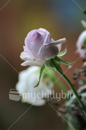 Soft purplish rose.