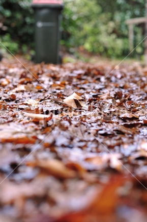 Autumn leaves (focus mid image, shallow depth of field)