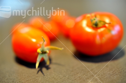 Tomatoes (very shallow depth of field focus on tip of calyx).