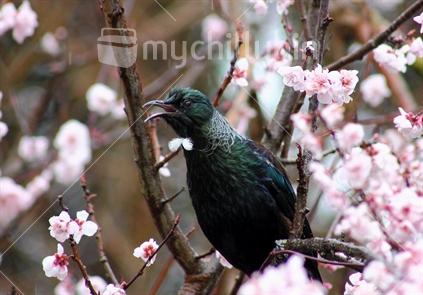 Tui singing in blossom tree