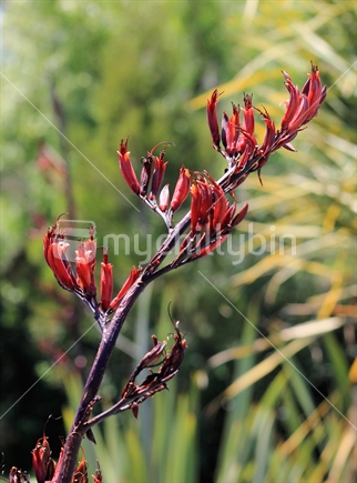 New Zealand Flax Flower