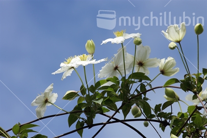 Clematis in Spring (native and endemic)