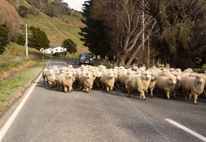 Flock of woolly sheep driven by farmer in Wairarapa