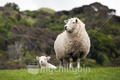 Mother sheep with lamb. NZ farming scene. DOC's Puponga Farm Park, Golden Bay