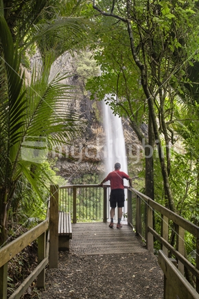 Kiwi tramper admires Bridal Veil Falls, accessed via a short bush walk near Raglan