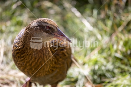 Cheeky weka (woodhen) is eager to steal anything trampers leave outside Top Waitaha Hut, in the rugged West Coast wilderness