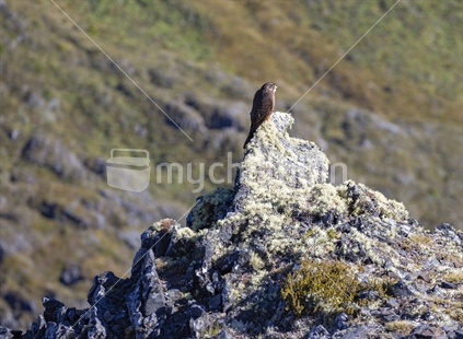 NZ Falcon (karearea) (focus) on Mt Arthur, Kahurangi National Park