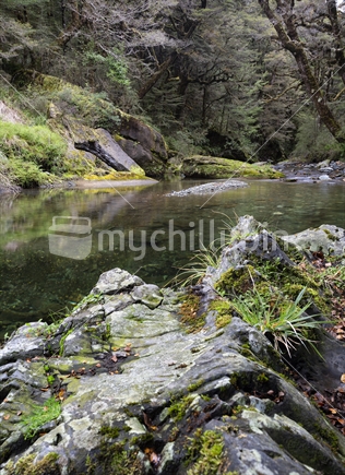 Flora Stream, Kahurangi National Park, New Zealand