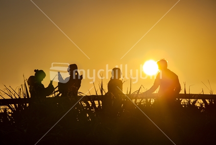 Silhouetted at sunset, four friends take selfies