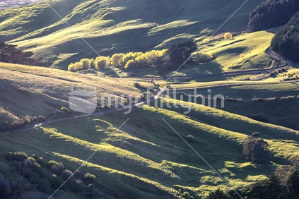Farmland in Spring_Otago Peninsula, NZ