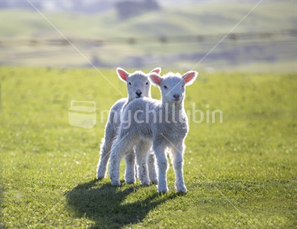 Twin lambs on green grass in Otago countryside