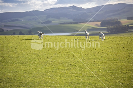 Newborn lambs skipping across green paddock, Otago countryside