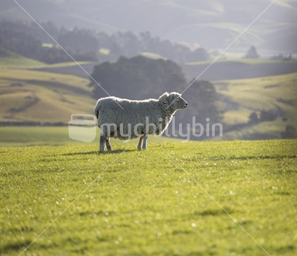 Single sheep, Otago countryside