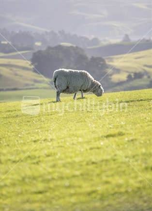 Single sheep, Otago countryside