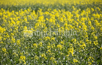Yellow rape seed field of flowers, Waimate, Canterbury