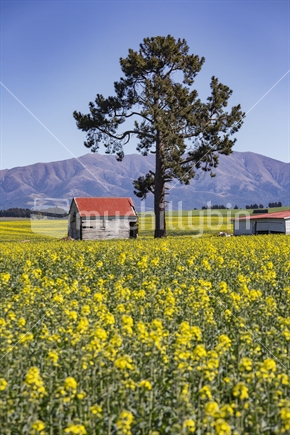Red shed and yellow flowers in rapeseed field, Canterbury