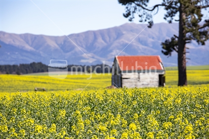 red roofed farm shed & macrocarpa pine trees on yellow rapeseed fields, Canterbury