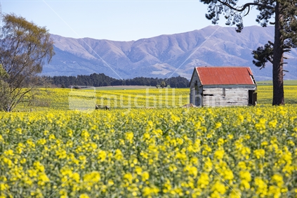 Farm shed on yellow rape seed field of flowers, Canterbury