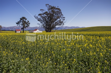 Pine trees and yellow flowers in rapeseed field, Canterbury