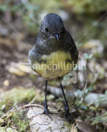 South Island bush robin (male) on track, Lewis Pass National Reserve
