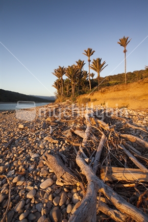 Driftwood and Nikau palms along mouth of Heaphy River at dusk