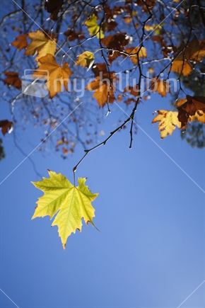 Hanging autumn leaves, Queens Gardens, Nelson